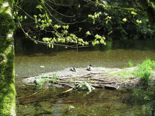Canards, Goldstream river ou Rivière aux saumons, Île de Vancouver British Colombia Canada, 2014